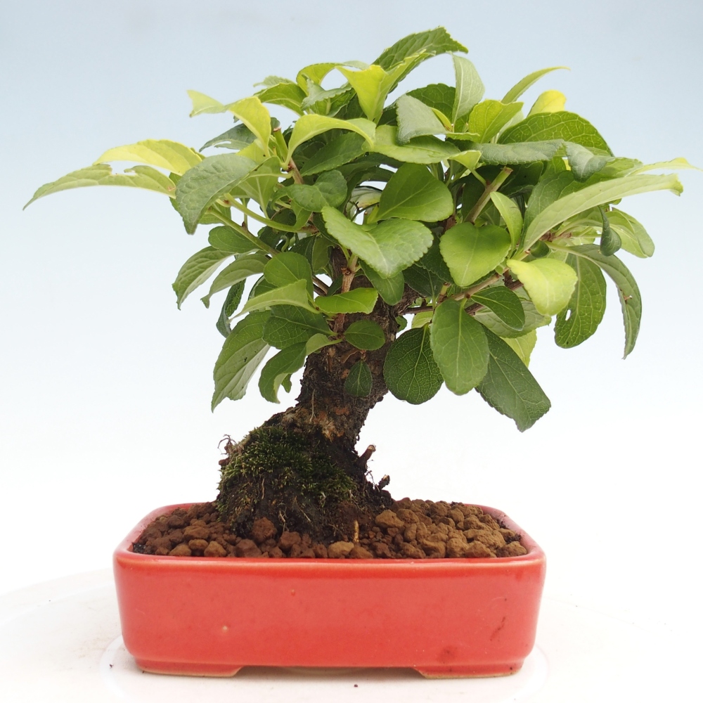 Outdoor bonsai - Celastrus Jesenec