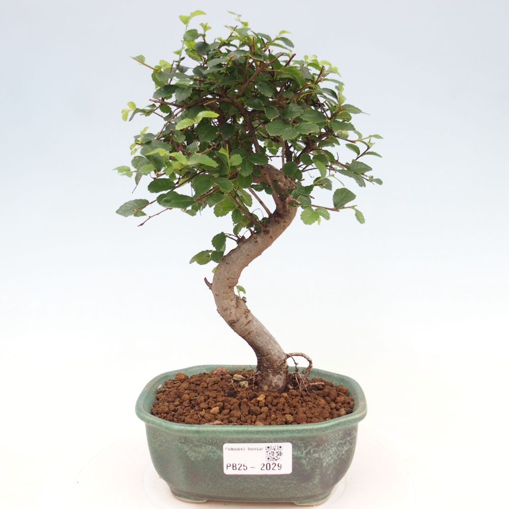 Room Malolistý elm bonsai