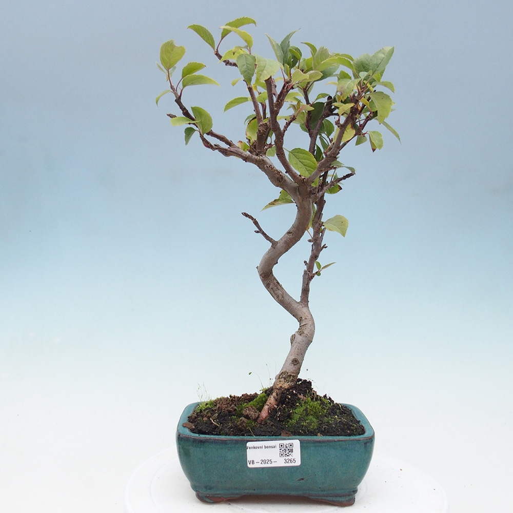 Outdoor bonsai - Malus halliana - Small-fruited apple tree