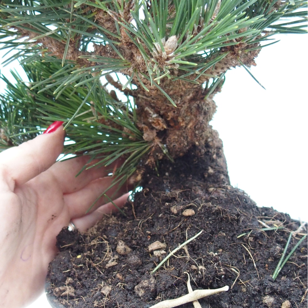 Outdoor bonsai - Pinus thunbergii senjyumaru - Thunberg pine