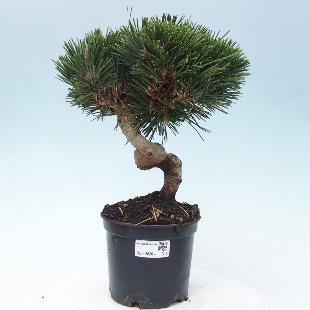 Outdoor bonsai - Pinus thunbergii senjyumaru - Thunbergia pine