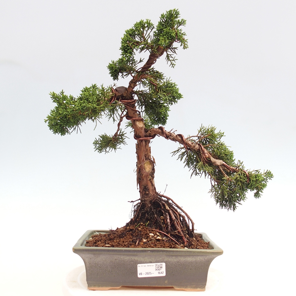 Outdoor bonsai - Juniperus chinensis Kishu - Chinese juniper