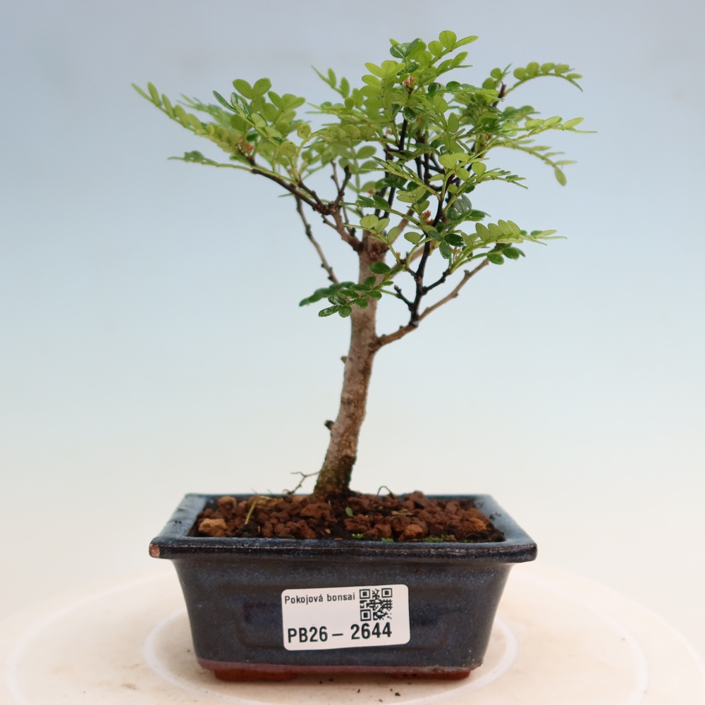 Room bonsai - Zantoxylum piperitum - pepper tree