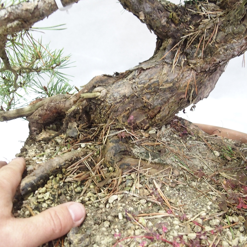 Yamadori - Pinus sylvestris 