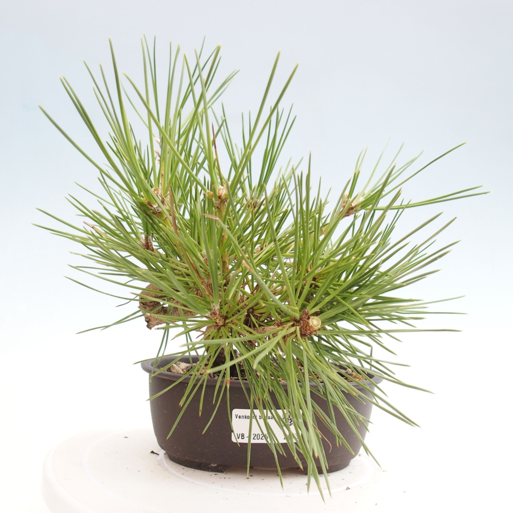 Outdoor bonsai - Pinus thunbergii - Thunbergia pine