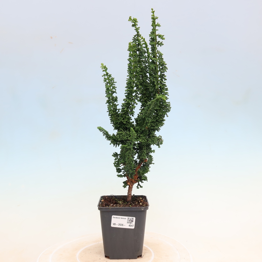 Outdoor bonsai - Cham. obtusa SEKKA HINOKI - Cypress