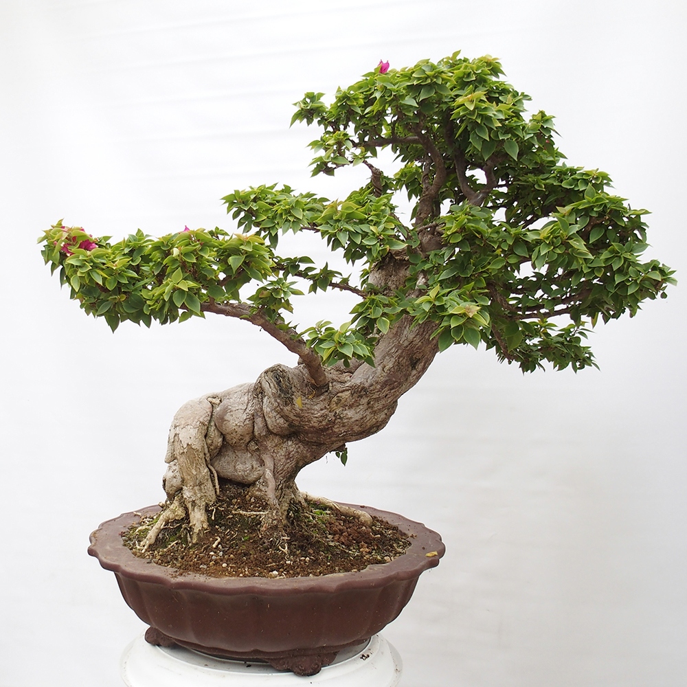 Indoor bonsai - Bouganwilea