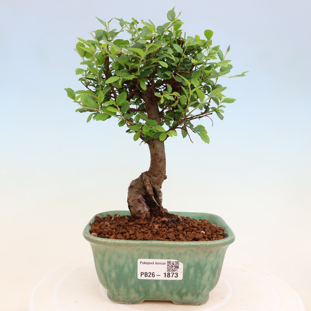 Room bonsai - Ulmus parvifolia - Small-leaved elm
