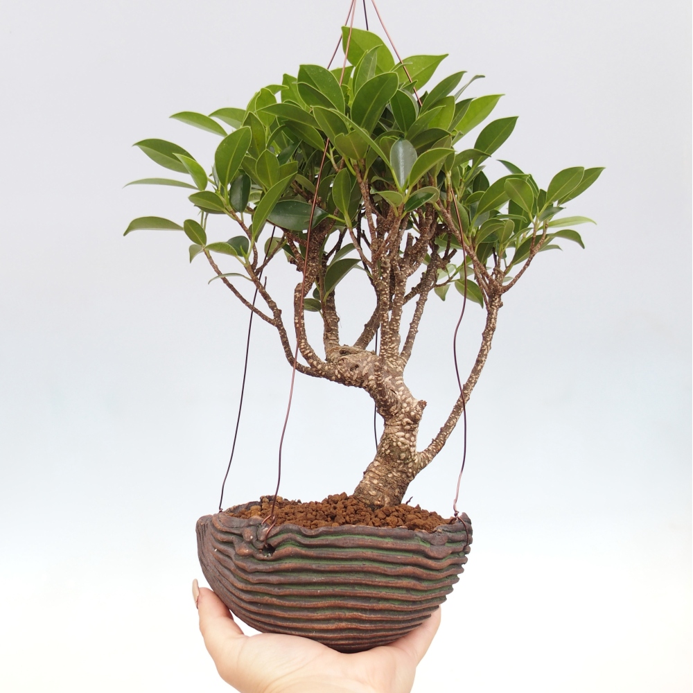 Kokedama in ceramic - small-leaved ficus - Ficus kimmen