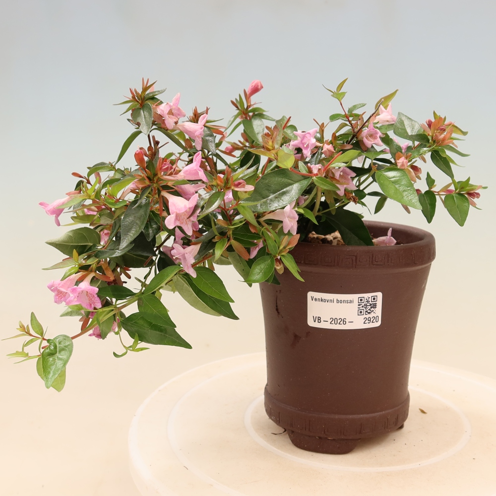 Outdoor Bonsai - Abelia Edward Goucher - Large-flowered Abelia