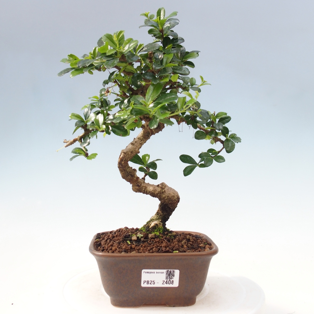 Indoor bonsai - Carmona macrophylla - Fuki tea