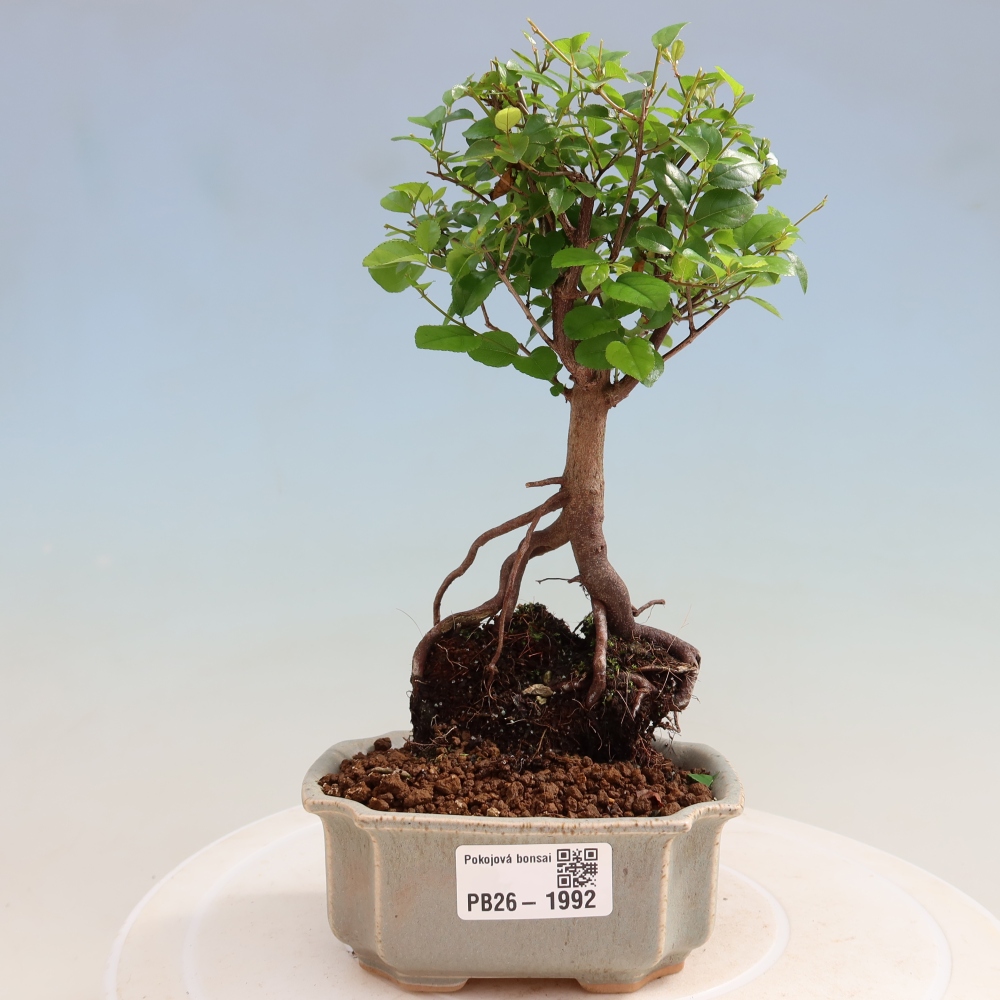 Room bonsai - Sageretia thea - Sageretia thea