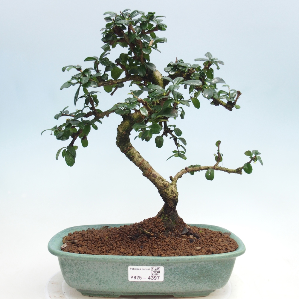 Room bonsai - Carmona macrophylla - Tea fuki