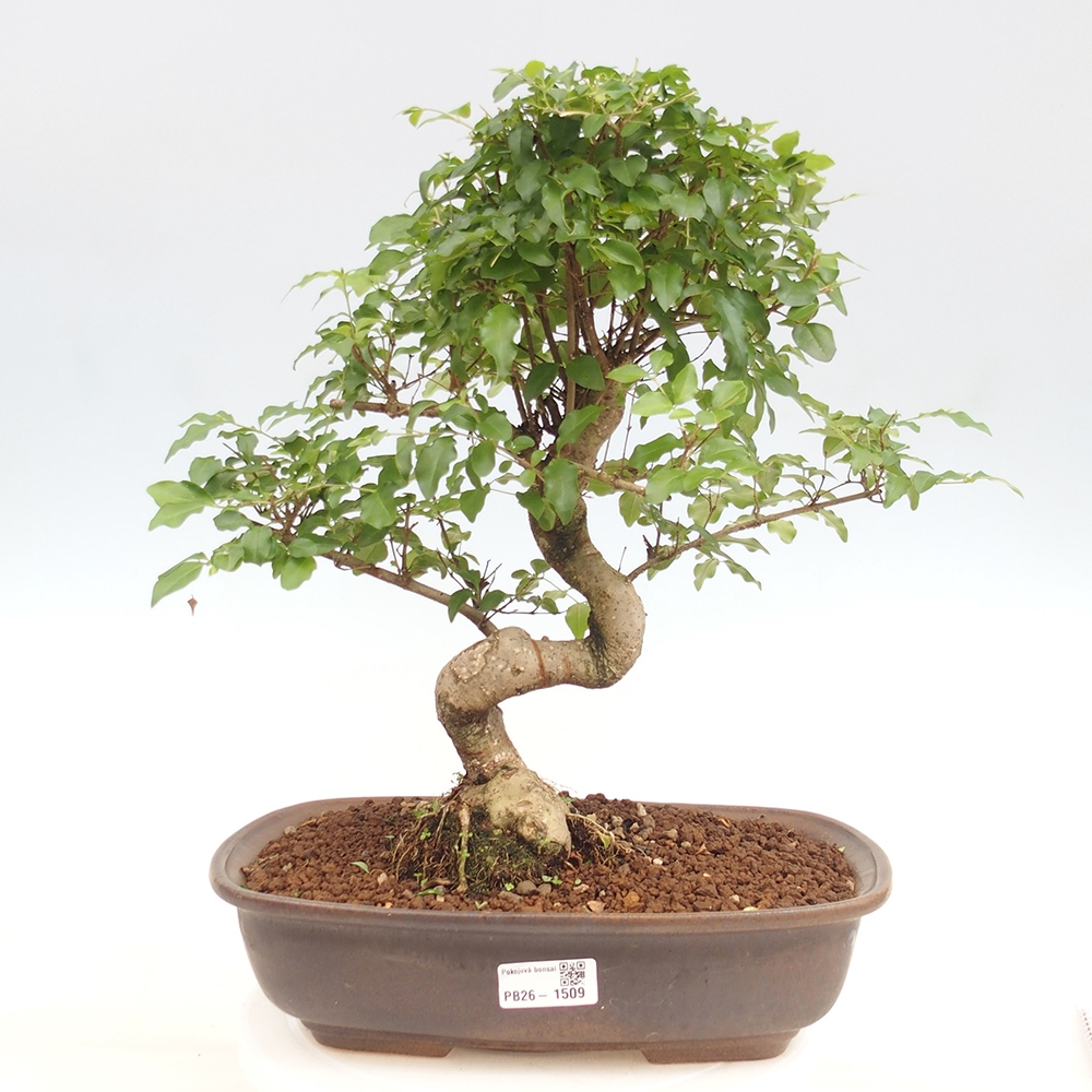 Room bonsai -Ligustrum chinensis - Birds Beak