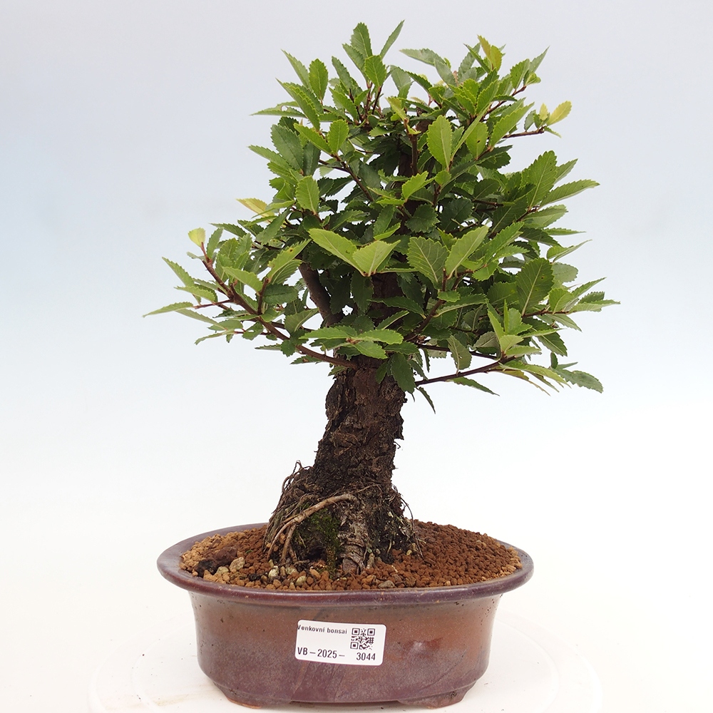 Outdoor bonsai - Zelkova - Zelkova NIRE