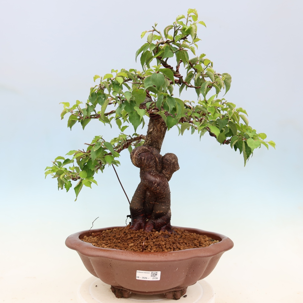 Outdoor Bonsai - Japanese Apricot - Prunus Mume