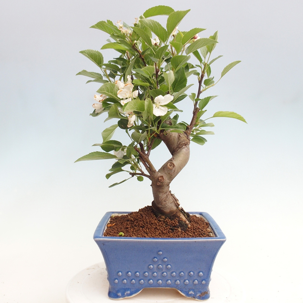 Outdoor bonsai - Malus halliana - Small-fruited apple tree