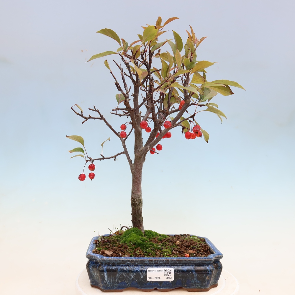Outdoor bonsai -Malus domestica - Small-fruited red-leaved apple tree