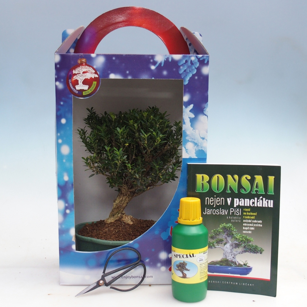 Room bonsai in gift box Buxus harlandii - cork buxus