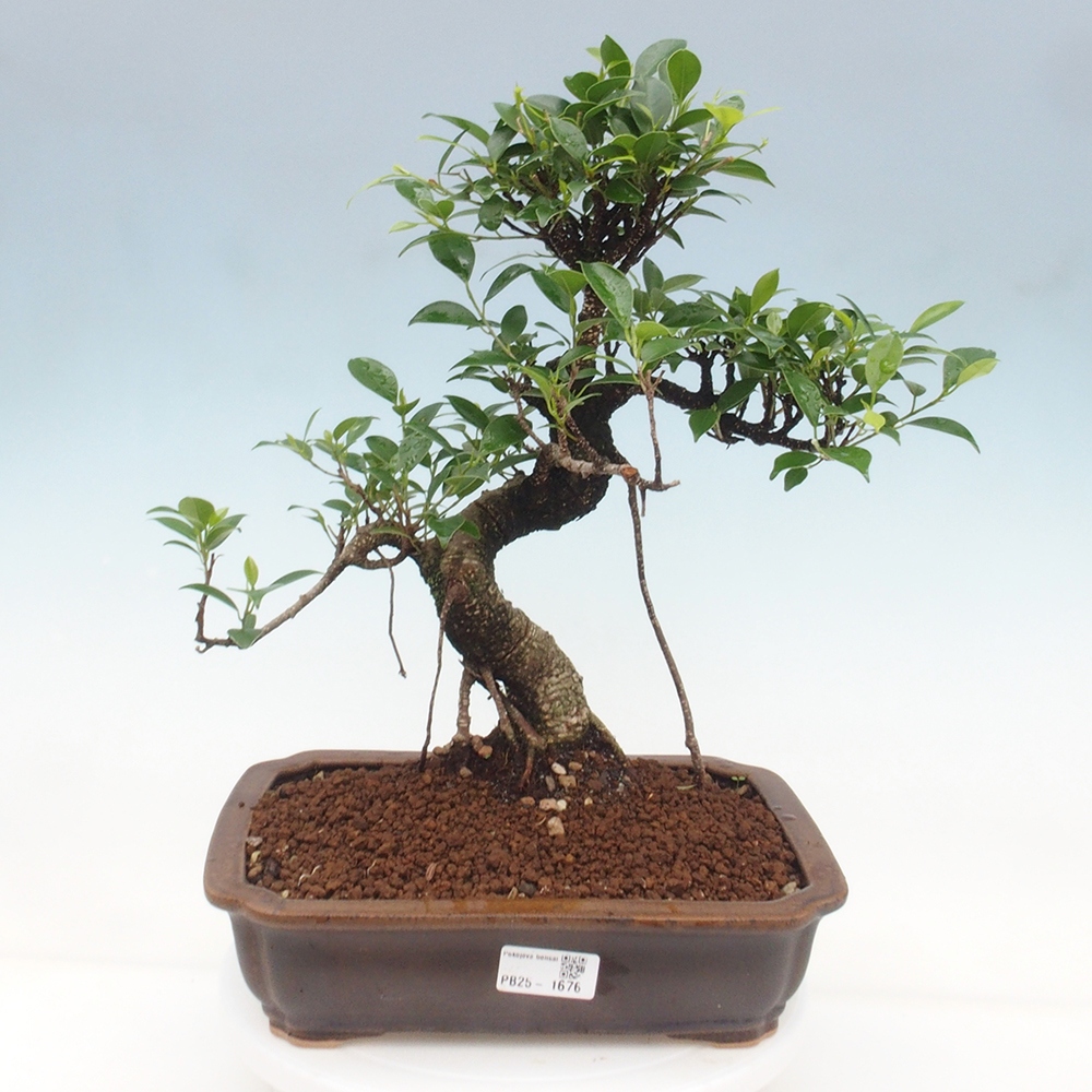 Indoor bonsai - Ficus kimmen - small-leaved ficus
