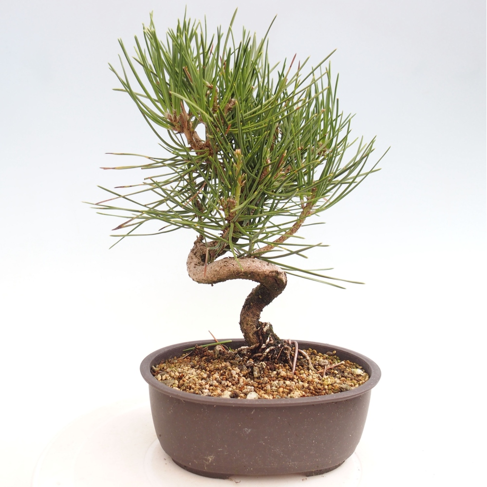 Outdoor bonsai - Pinus thunbergii - Thunbergia pine