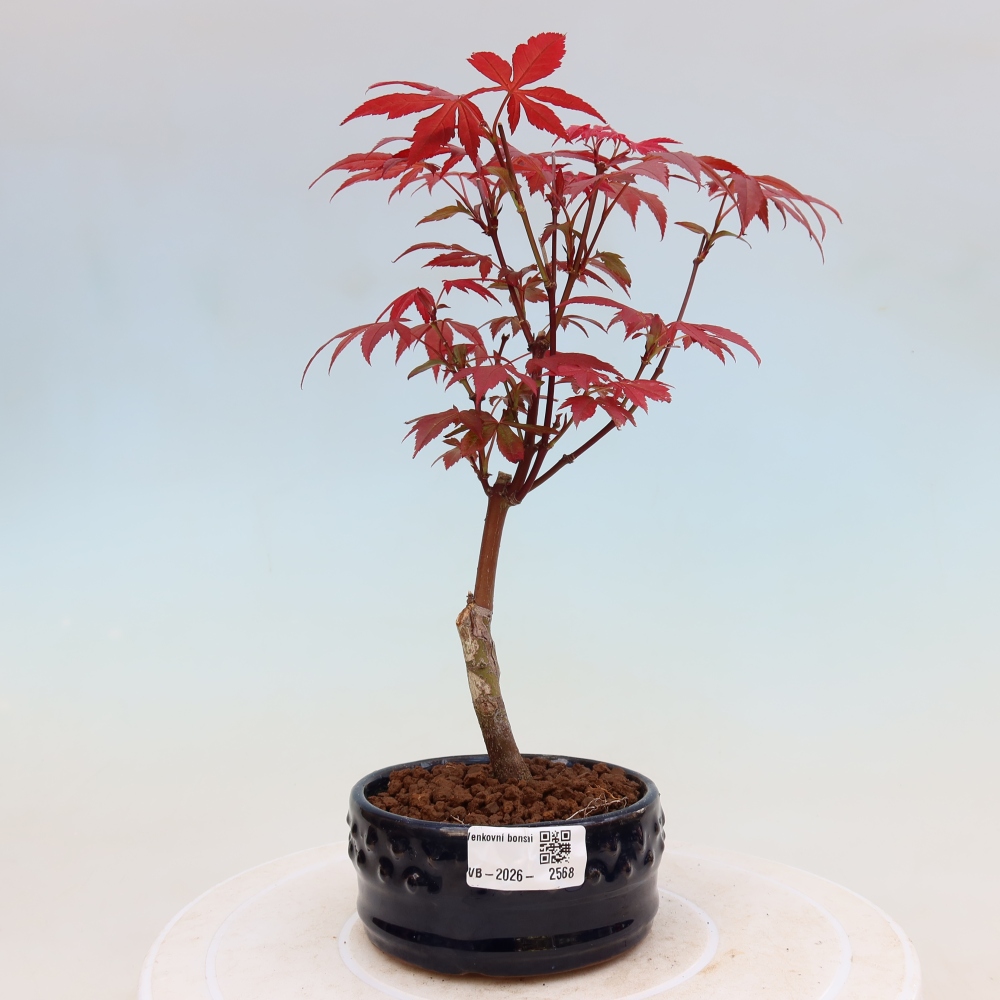Outdoor bonsai - Acer palm. Atropurpureum-Javor palmate