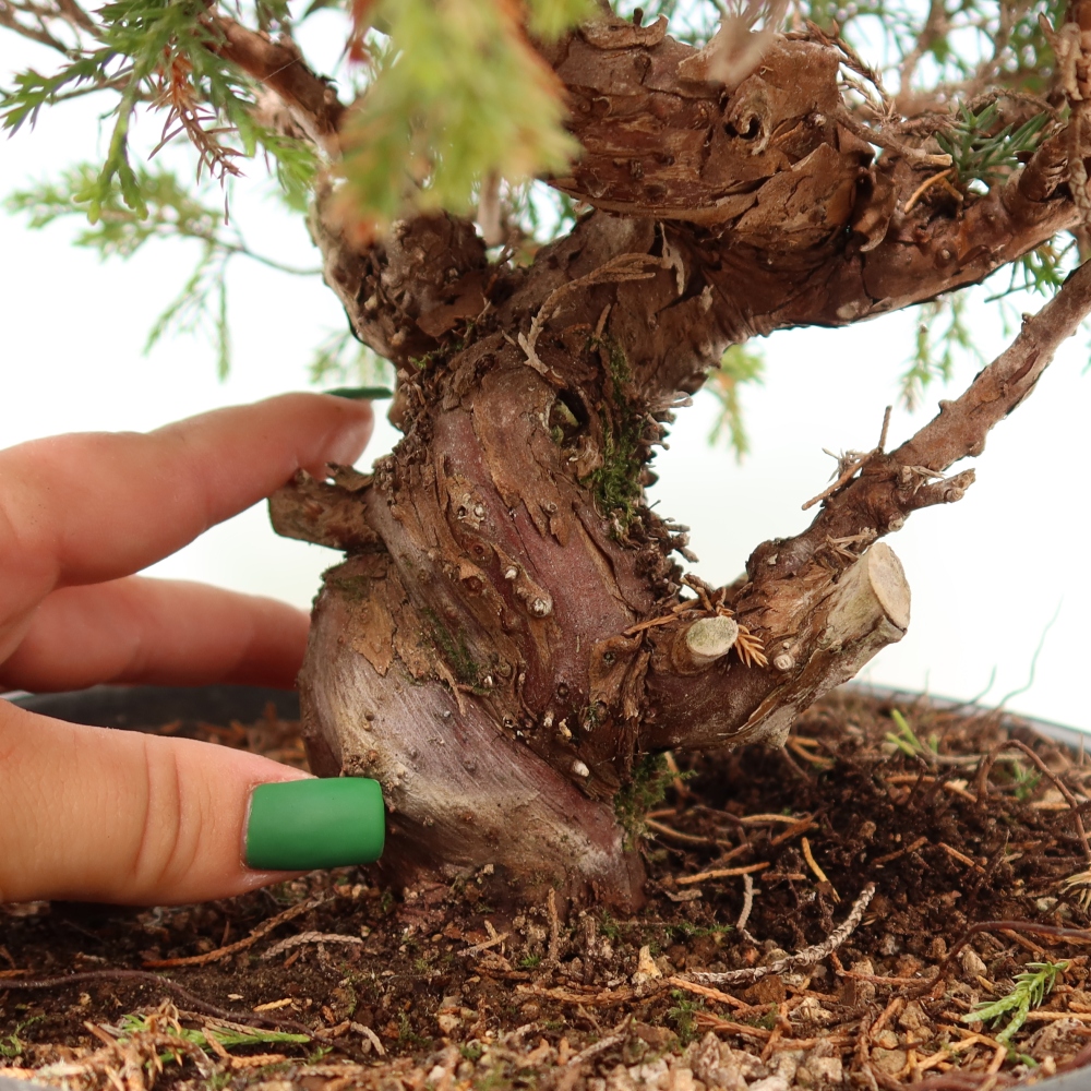 Outdoor Bonsai - Juniperus chinensis Itoigawa - Chinese Juniper