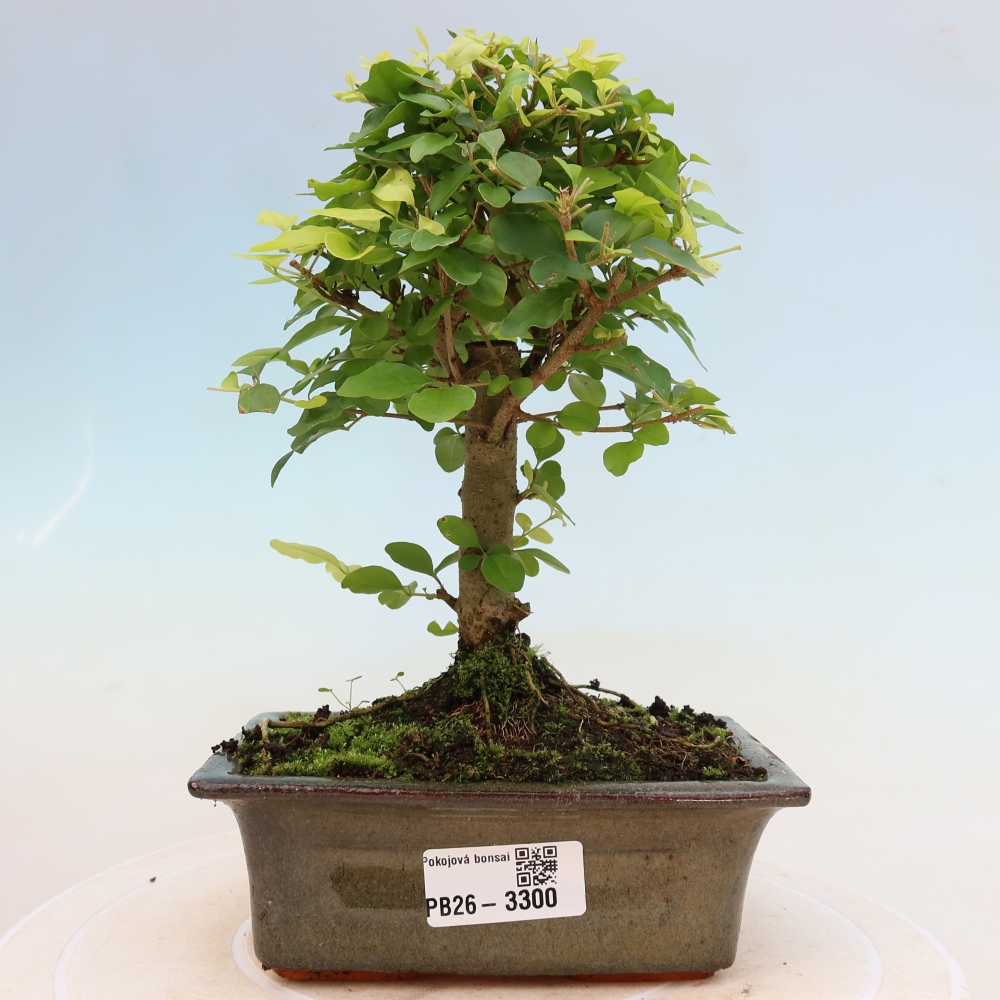 Room bonsai -Ligustrum chinensis - Birds Beak