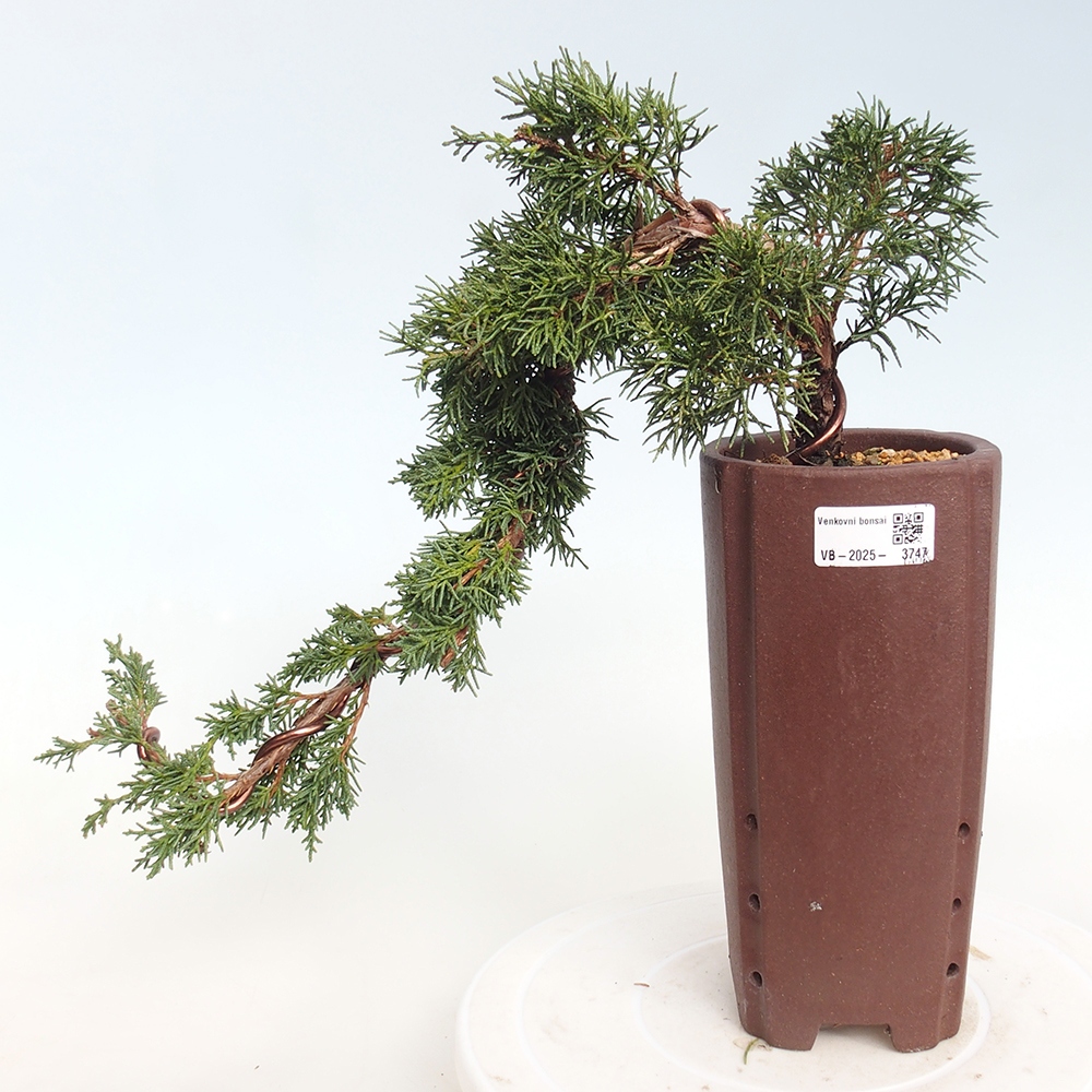 Outdoor bonsai - Juniperus chinensis Kishu
