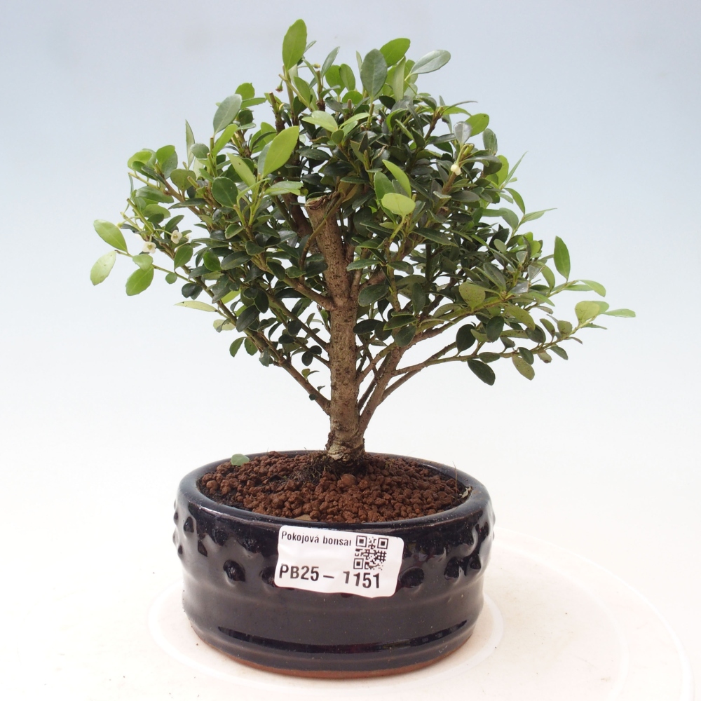 Indoor bonsai - Ilex crenata - Holly