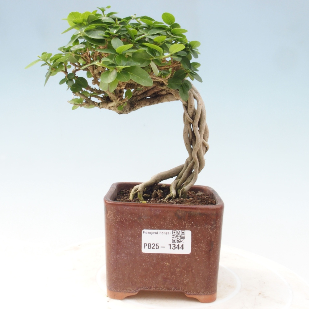 Indoor bonsai - Premna serratifolia - Kozlovon small-leaved