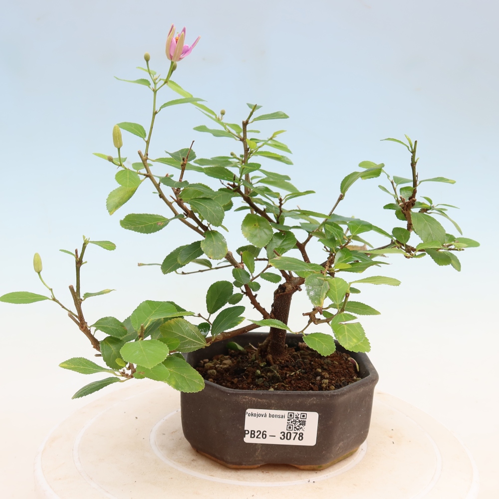 Indoor Bonsai—Grewia occidentalis—Lavender Star