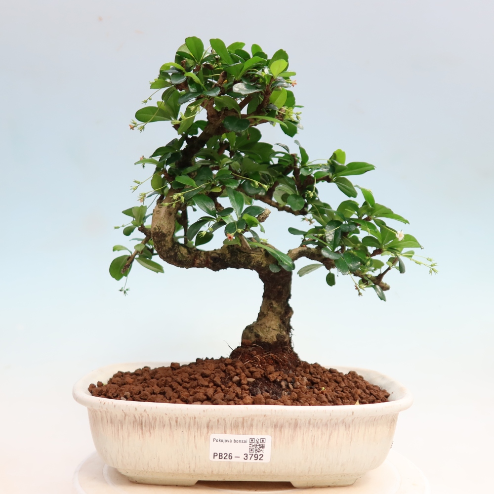 Room bonsai - Carmona macrophylla - Tea fuki