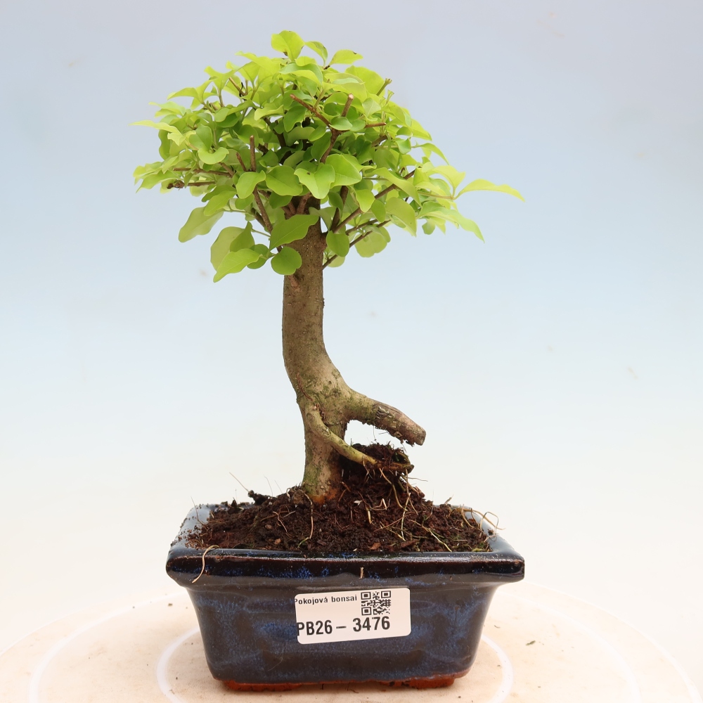 Room bonsai -Ligustrum chinensis - Birds Beak