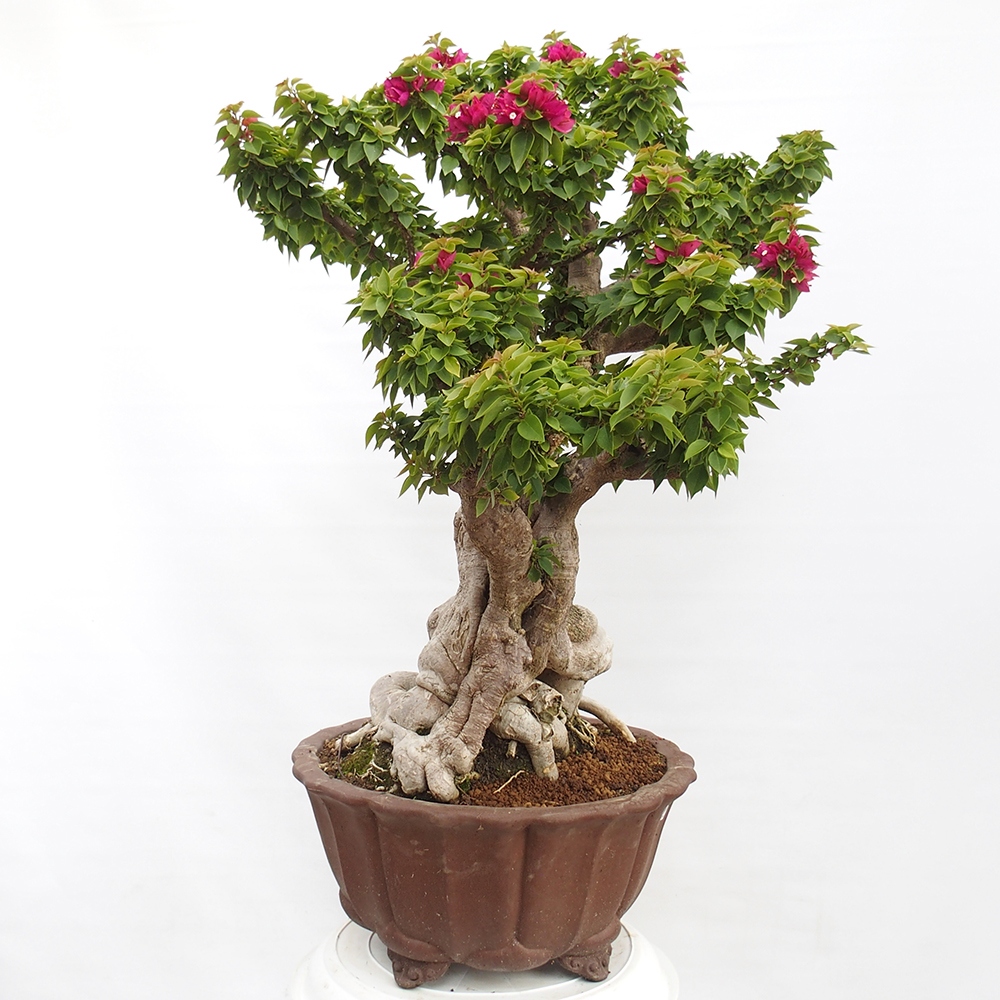 Indoor bonsai - Bouganwilea
