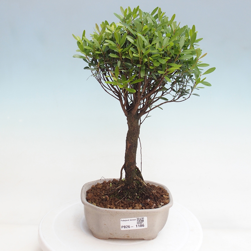 Room bonsai - Syzygium - Pimento