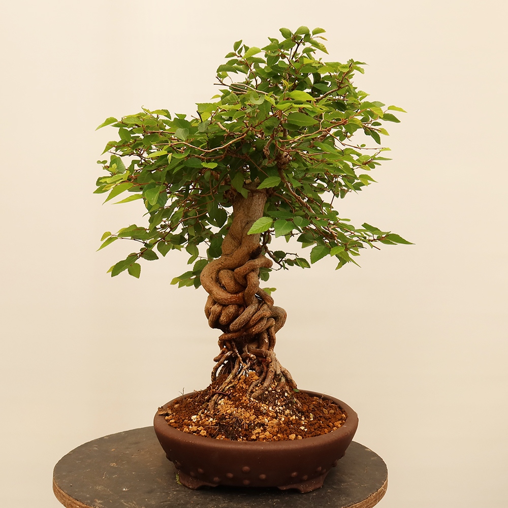 Outdoor bonsai - Carpinus Coreana - Korean hornbeam