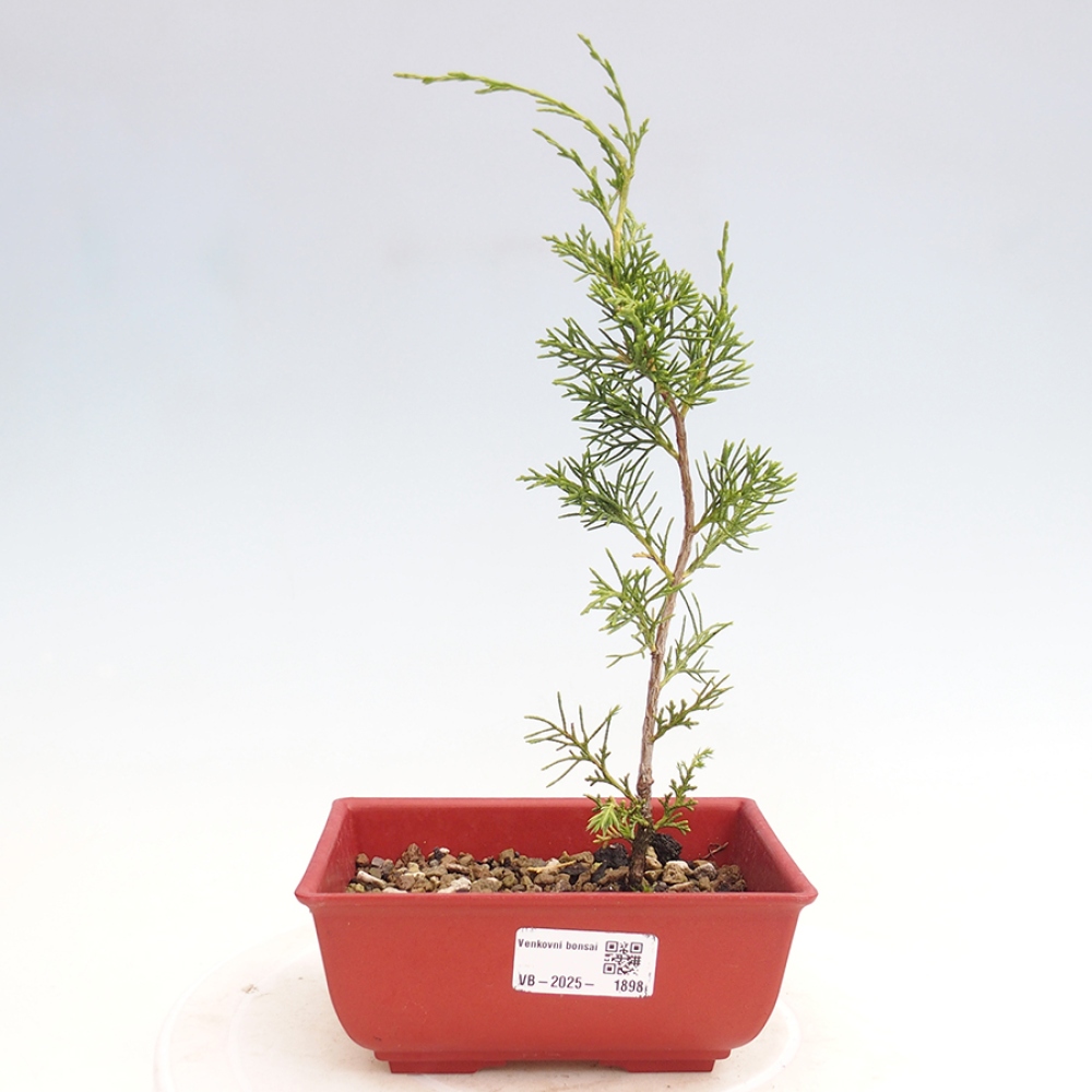Outdoor bonsai - Juniperus chinensis Itoigawa - Chinese juniper