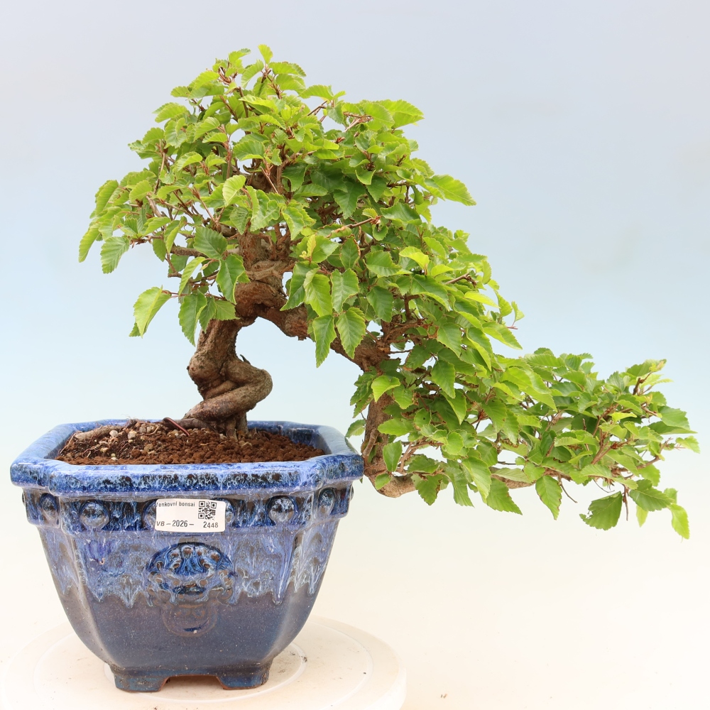 Outdoor bonsai -Carpinus coreana - Korean Hornbeam