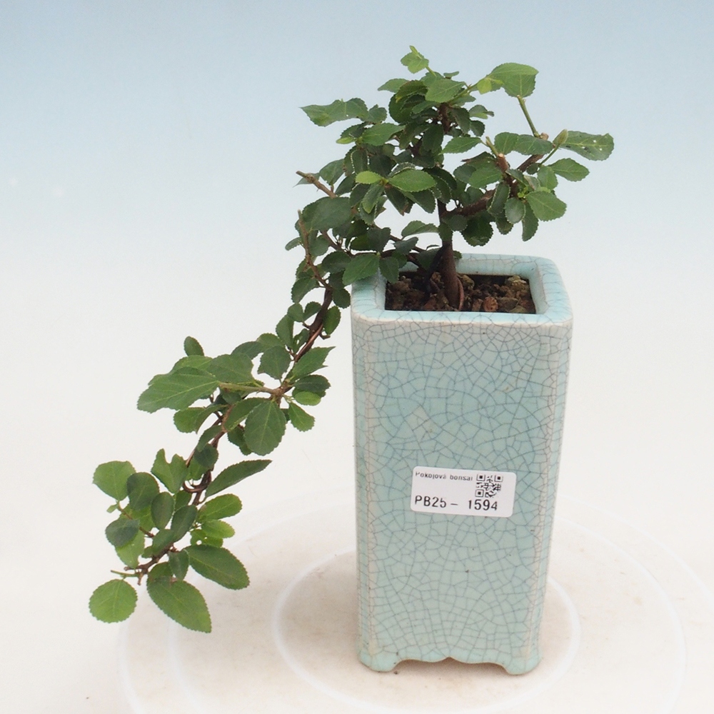 Indoor bonsai - Grewia occidentalis - Lavender star