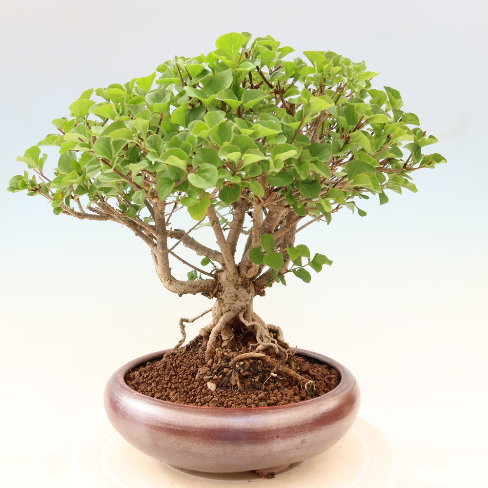 Outdoor bonsai - Syringa microphylla - small-flowered lilac
