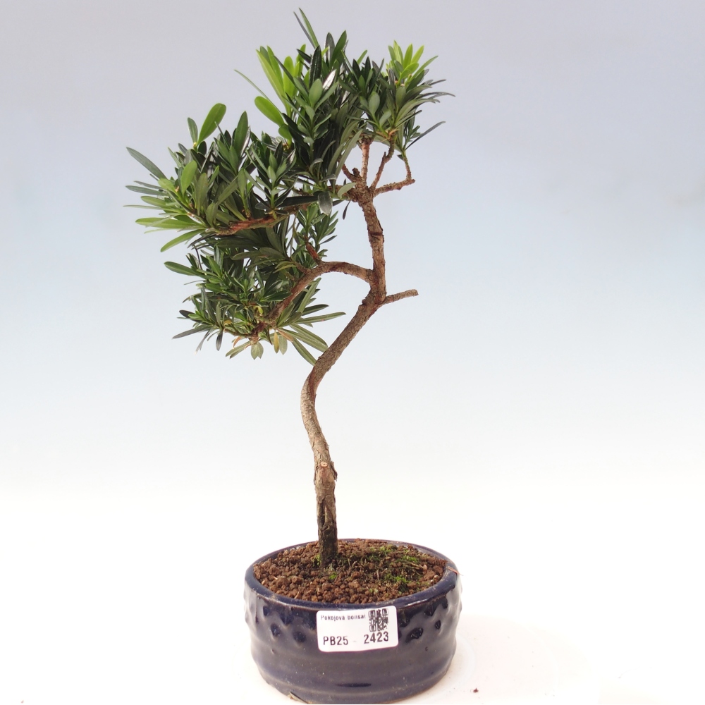 Indoor bonsai - Podocarpus - Stone thous