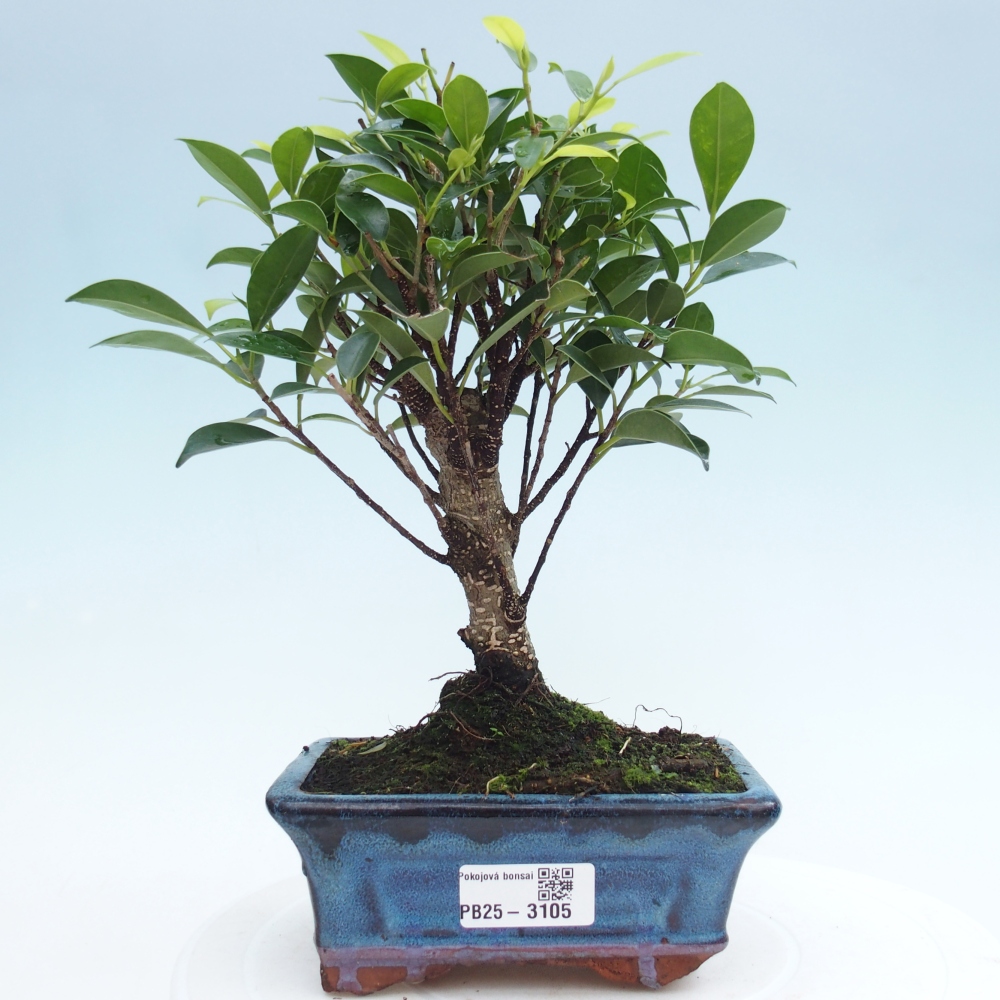 Indoor bonsai - Ficus retusa - small-leaved ficus