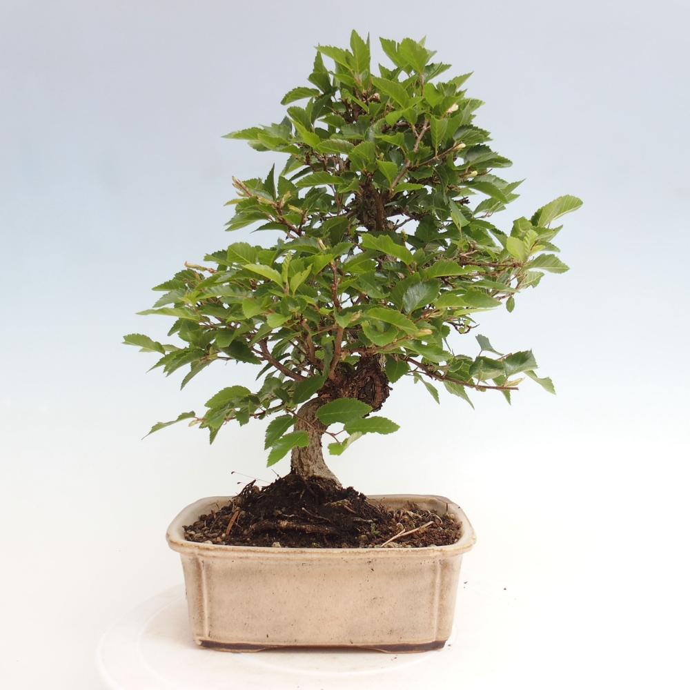 Outdoor bonsai -Carpinus CARPINOIDES - Korean hornbeam