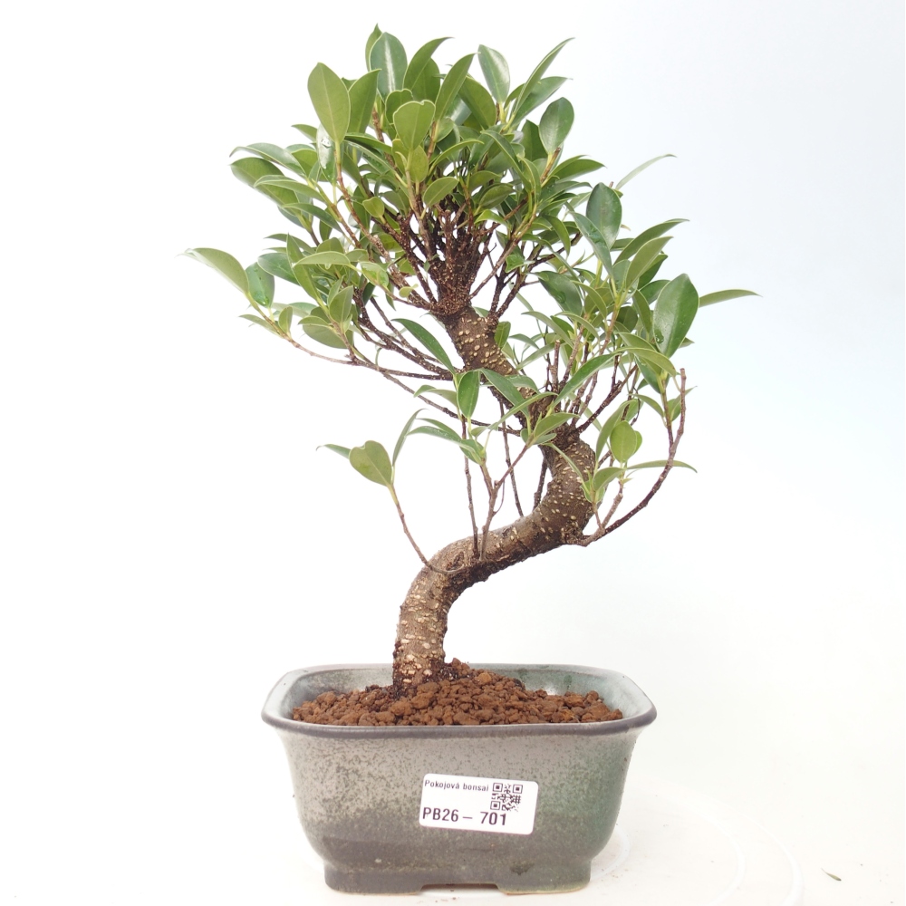Room bonsai - Ficus retusa - small-leaved ficus