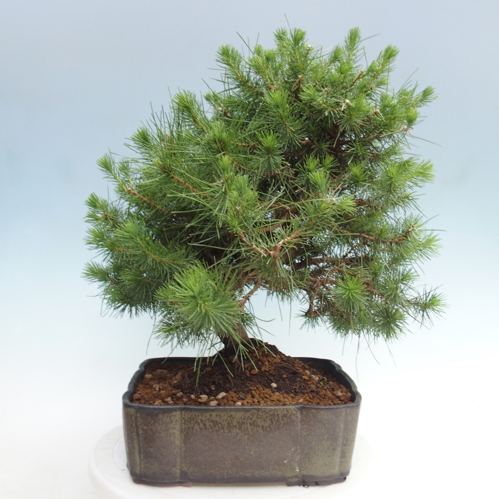 Room bonsai-Pinus halepensis-Pine of Aleppo