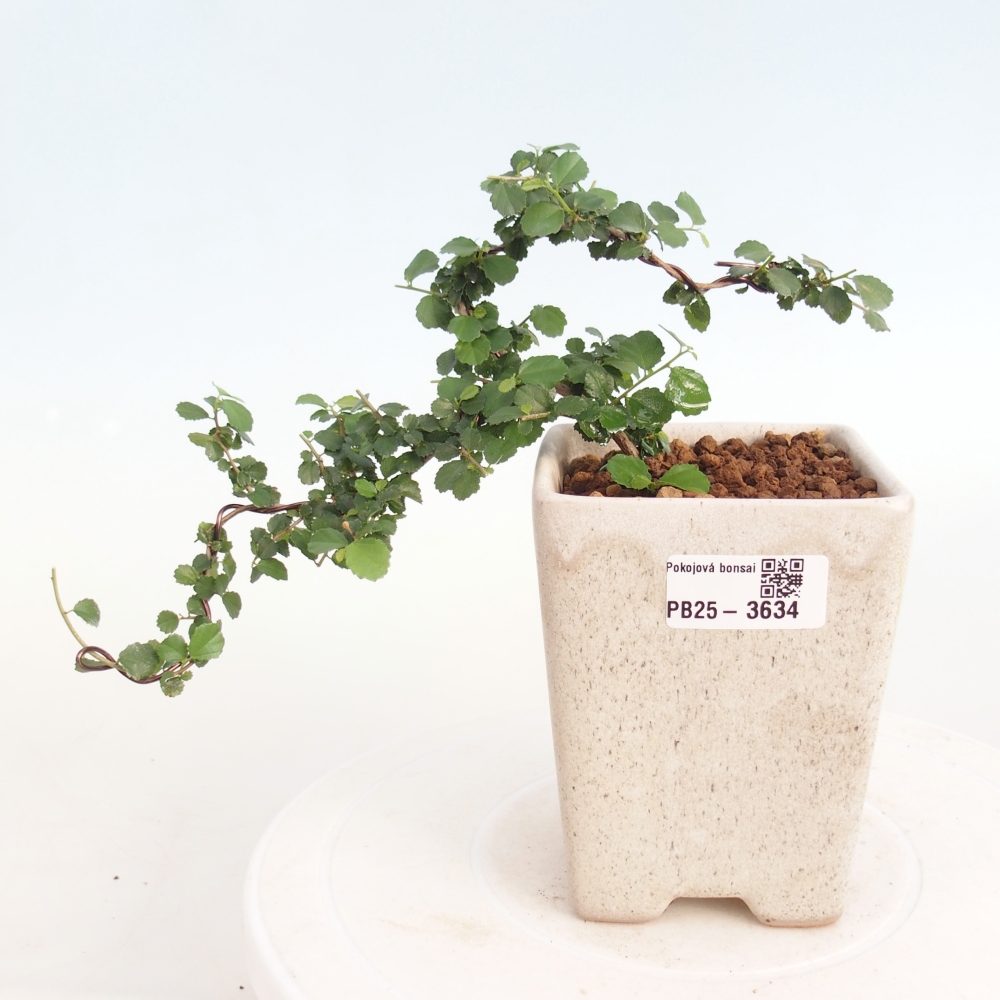 Room bonsai - Grewia sp. - Grewia malafolia