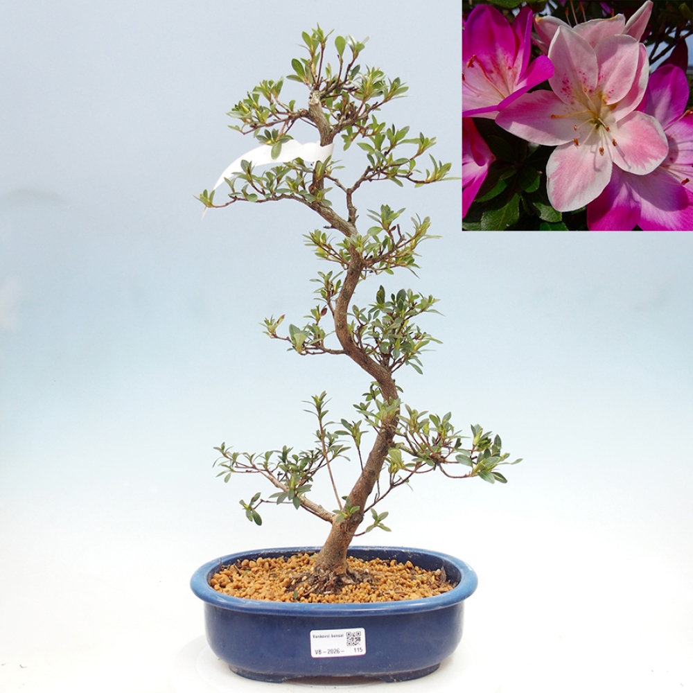 Outdoor bonsai - Japanese azalea - Azalea MURASAKI