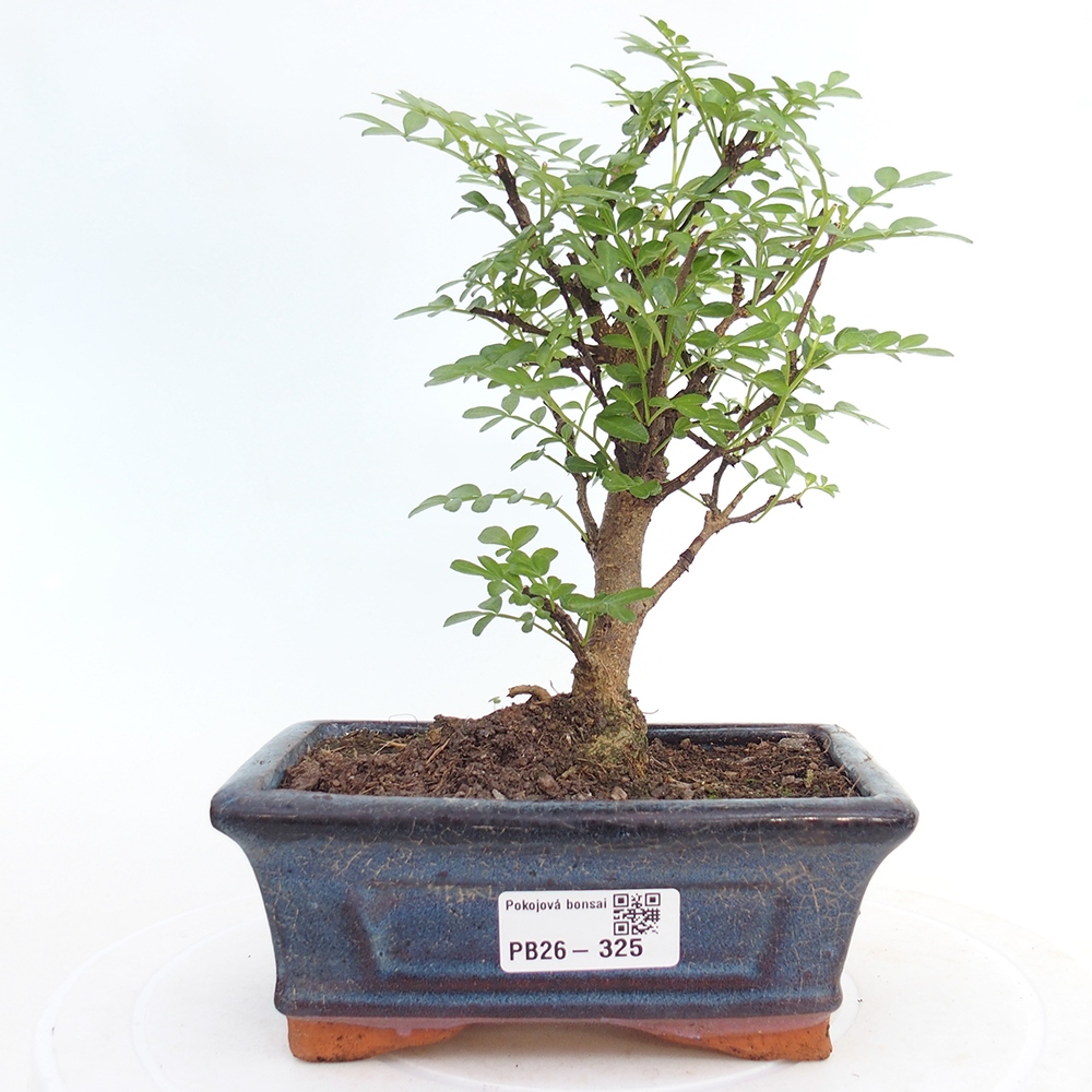 Room bonsai - Zantoxylum piperitum - pepper tree