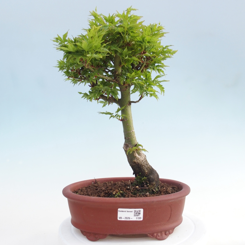Outdoor bonsai -Javor palm Acer palmatum Shishigashira